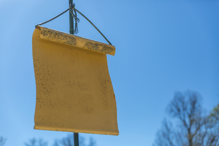 Poster with classic parchment shape ready to write something on it, located on the left sideの写真素材