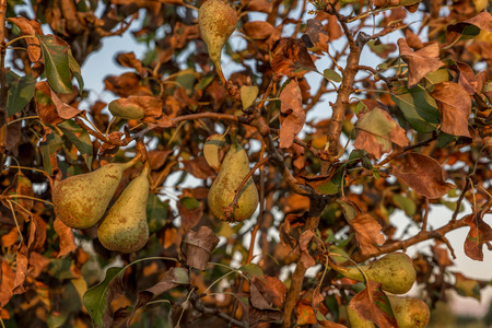 Pear tree with its fruits ready to be harvested in a sunsetの写真素材
