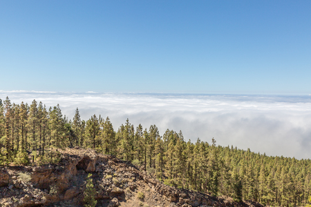 Beautiful landscape of the phenomenon of the sea of clouds next to an area of Canarian pine on the island of Tenerife, Canary Islands, Spainの写真素材