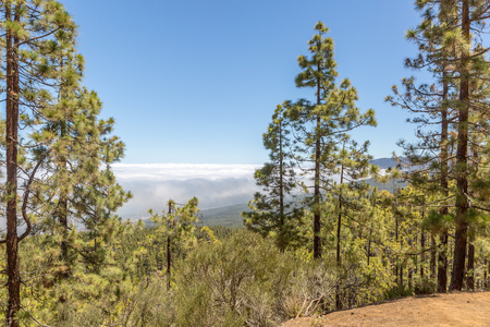 Canarian pine and sea of clouds on the island of Tenerife, Canary Islands, Spainの写真素材