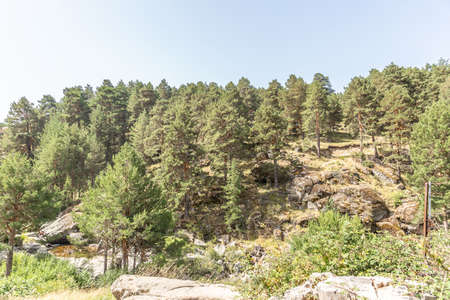 Leafy pines in a sustainable and ecological place with a river and a sunny climate