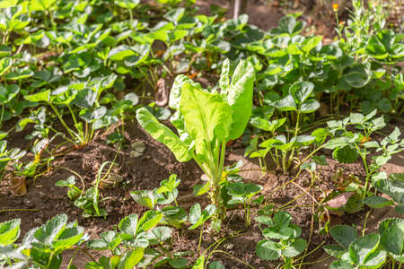 Cultivation for self consumption in a fertile, humid and sunny area