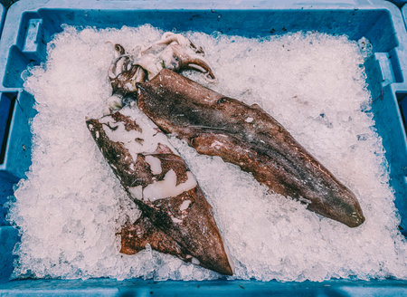 Two pieces of cuttlefish in a blue bucket with a lot of ice, for the correct preservation of the foodの写真素材