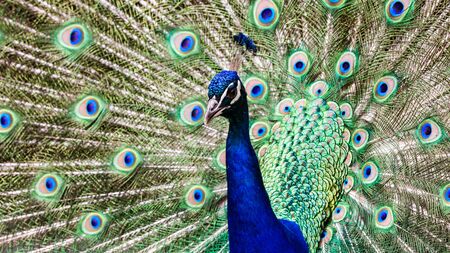 Peacock in a zooの写真素材