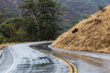 Bear in Sequoia National Park, Californiaの写真素材