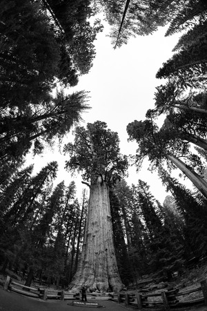 General Sherman in Sequoia National Parkの写真素材