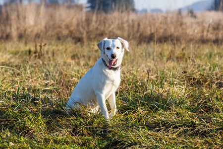 White shelter dog