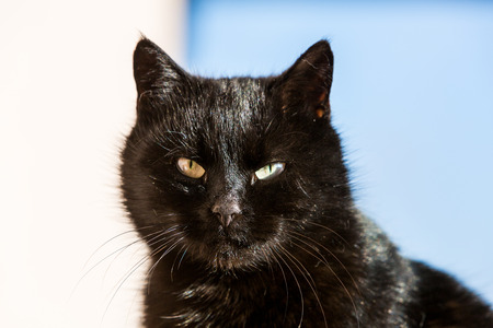 Black cat portraitの写真素材