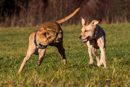 Brown mixed shelter dogs outsideの写真素材