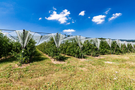 Apple plantation in Switzerland in July 2015.の写真素材