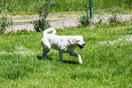 White shelter puppy on the grass