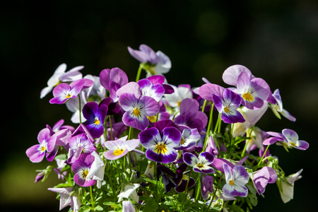 Detail of purple and white flowers in springの写真素材