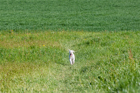 Closeup of a white poodle on meadow
