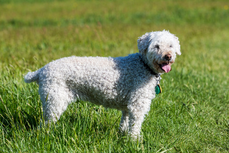 Closeup of a white poodle on meadow