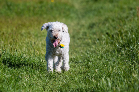 Closeup of a white poodle on meadowの写真素材