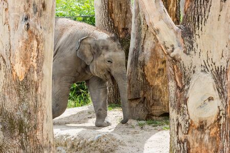 View of a young elephant in a swiss zoo in summer 2015の写真素材