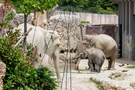 View of elephants in new compound in a swiss zoo in summer 2015の写真素材