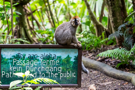 ZURICH, SWITZERLAND - JUNE 13, 2015: Lemur on a sign board in the Masoala hall at the Zoo Zurich on June 13, 2015. The Zoo was opened in 1929 and, as of 2004, has 2200 specimens of 300 species.のeditorial素材