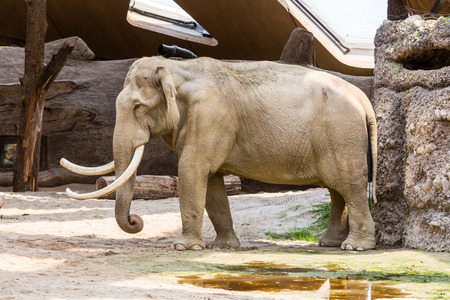 ZURICH, SWITZERLAND - JUNE 13, 2015: The new elephant compound in Zurich Zoo on June 13, 2015. The Zurich Zoo supports Kaeng Krachan National Park in Thailand as it protects the animals living there.のeditorial素材