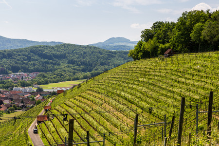 BIRMENSTORF, SWITZERLAND - MAY 18, 2015: View to a vineyard in Birmenstorf and the nature around on May 18, 2015. Birmenstorf is a wine producing village in the canton of Aargau.のeditorial素材