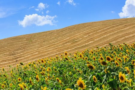 View of sunflower fields in the tuscan region San Quirico d Orcia in Italyの写真素材