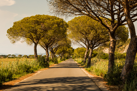 View of a pine tree avenue in the tuscan region Maremma in Italyの写真素材