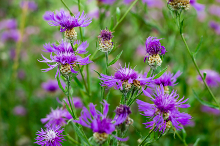 Floral natural background of meadow cornflowersの写真素材