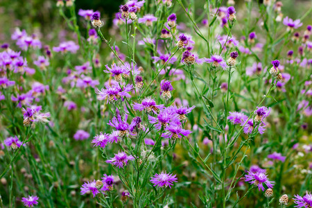 Floral natural background of meadow cornflowersの写真素材