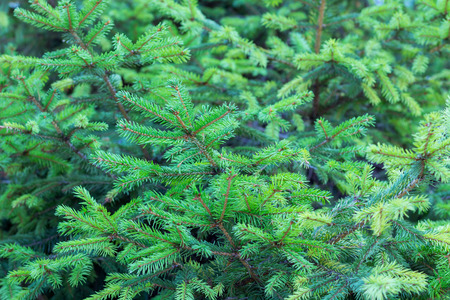 Evergreen fir branches with new grown ramification natural backgroundの写真素材