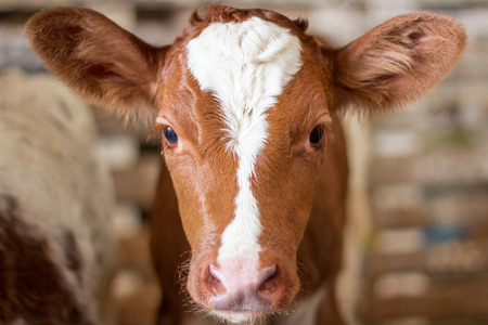 Red baby cow calf standing at stall at farm countrysideの写真素材
