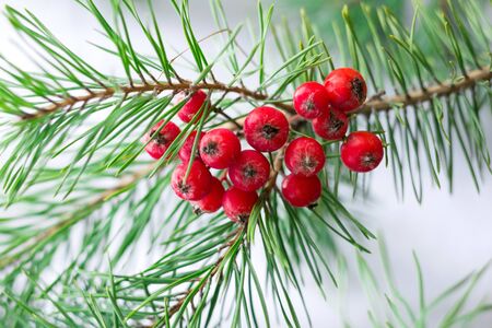 Christmas and New Year seasonal background with pine tree branches and red rowan berries, copy spaceの写真素材