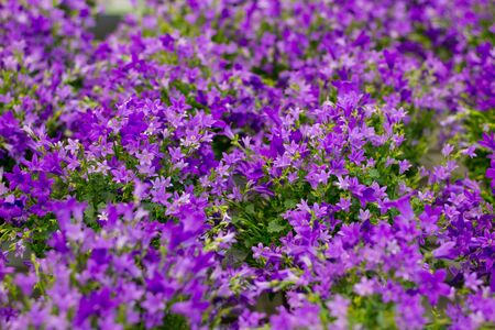 Floral background of purple flowers in bokehの写真素材