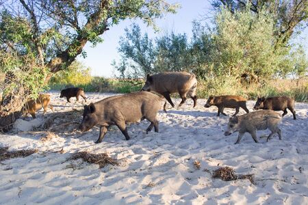 Wild pigs family walk on sea beach sandsの写真素材