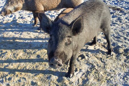 Wild pigs family walk on sea beach sandsの写真素材