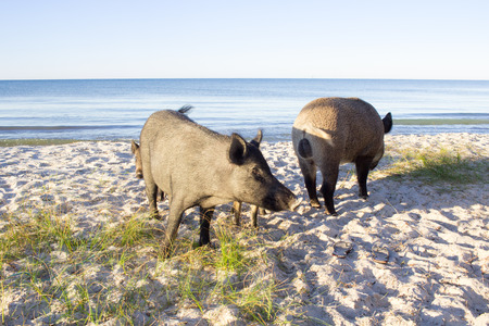 Wild pigs family walk on sea beach sands