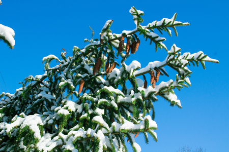 Winter conftiterous fir branches close-up on sunny day with white snowの写真素材