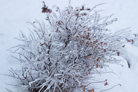 Frosty winter plant details close-up covered with cold white snowの写真素材