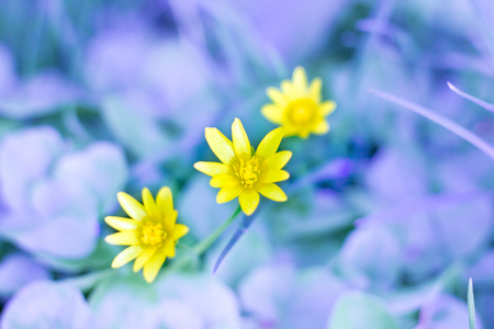 Three yellow spring blossom flowers on grass leaves bokeh blur backgroundの写真素材