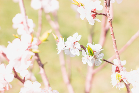 Postcard of fresh blossom flowers on spring cherry tree close-up on colourful bokeh blur backgroundの写真素材