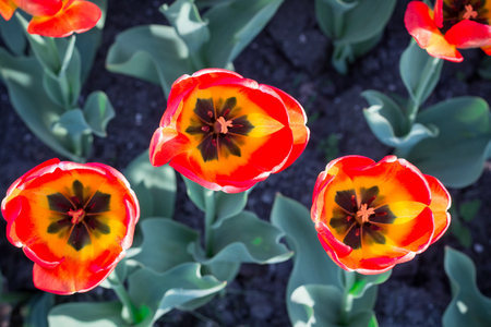 Bright colourful heads of orange red tulips with black coreの写真素材