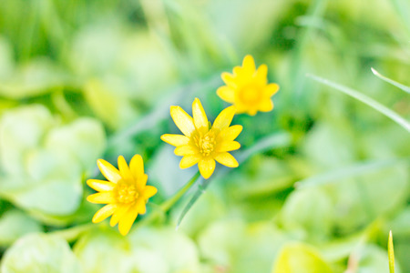 Three yellow spring blossom flowers on green grass leaves bokeh blur backgroundの写真素材