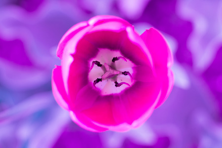Bright colourful head of red scarlet purple tulip close-up with defocused purple backgroundの写真素材