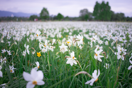 Close up of wild white narcissuses flowering on green spring meadow field in natural parkの写真素材