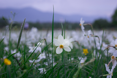 Close up of wild white narcissuses flowering on green spring meadow field in natural parkの写真素材