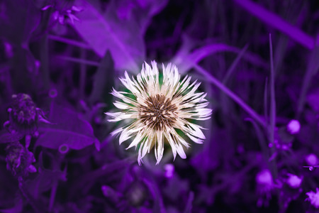 Close up of wet white blowball dandelion taraxacum core on green spring wild meadowの写真素材
