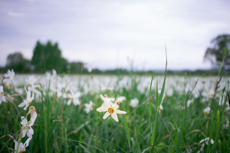 Close up of wild white narcissuses flowering on green spring meadow field in natural parkの写真素材