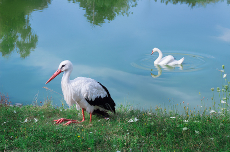 Two white animal birds, stork with black wings sitting on bank and waterfowl swan floating on lake surfaceの写真素材