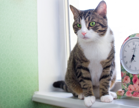 Domestic striped furry pet cat sits on windowsill near colorful floral clockの写真素材