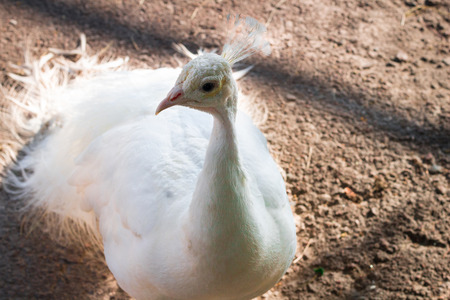 Close-up portrait of snow-white bird peafowl peahen with feather crown on headの写真素材