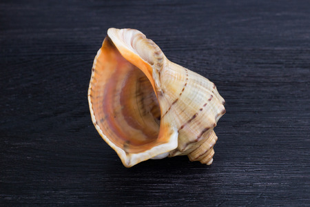 Marine life: big bright orange yellow gastropod seashell close-up on black wooden background